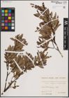 Foto von Salix eleagnos Scop. x Salix waldsteiniana Willd.